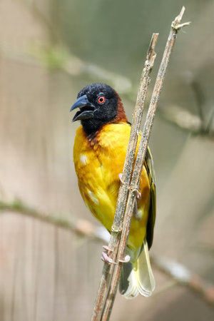 Village weaver sitting on a branch with vegetation in the background