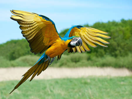 Blue and yellow Macaw in flight with vegetation in the backgroundの写真素材