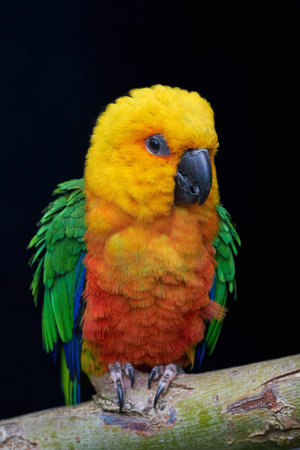Jandaya parakeet resting on a branch isolated on a dark background