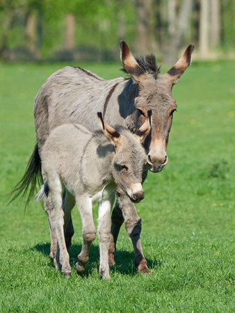 Donkey mum and her little baby walking on grassの写真素材