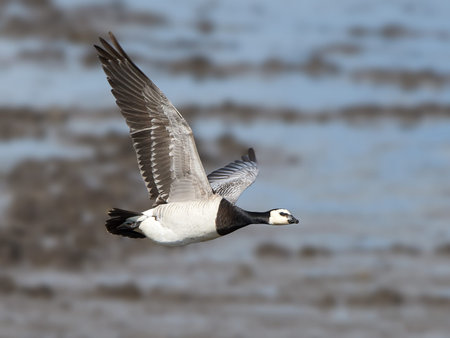 Barnacle goose in flight with its habitat in the backgroundの写真素材
