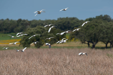 Cattle egrets in fligth with vegetation in the background