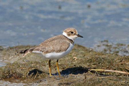 Little ringed plover standing in mud in its habitat