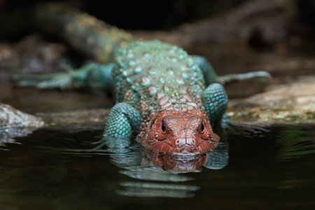 Northern caiman lizard in its natural habitat