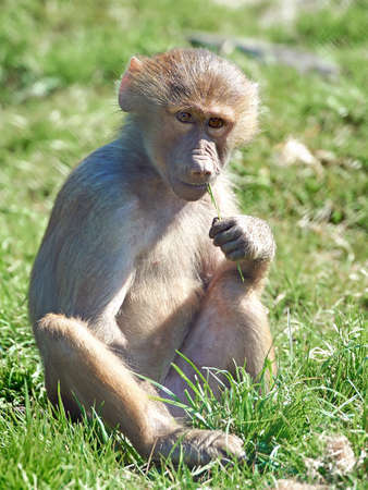 Hamadryas baboon sitting in grass in its habitatの写真素材