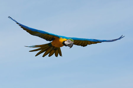 Blue and yellow Macaw in flight with blue skies in the background