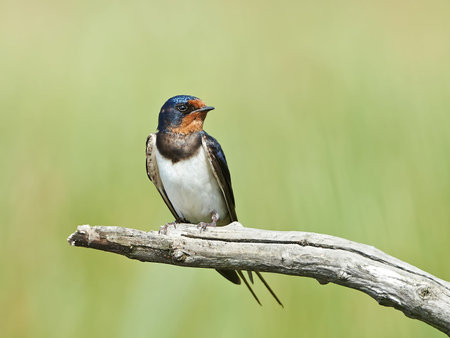 Barn Swallow resting on a branch in its habitat