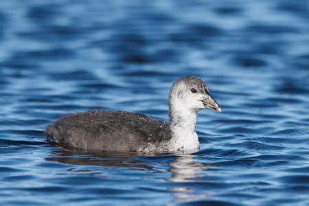 Juvenile Eurasian coot swimming in blue water in its habitat