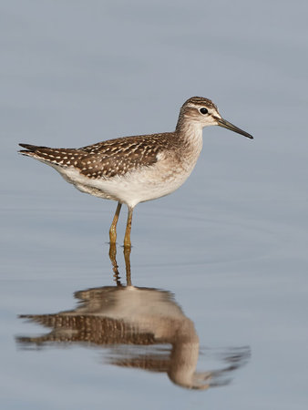 Wood sandpiper standing i water in its habitat