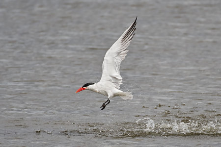 Caspian tern in flight after a dive with water drops around it