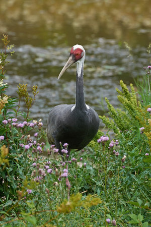White-naped crane standing in vegetation in its habitat