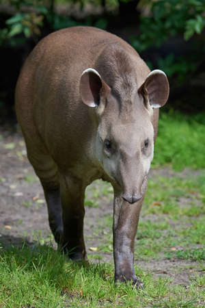 South American tapir walking in grass in its habitatの写真素材
