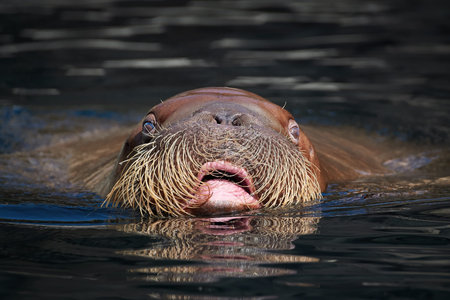 Pacific Walrus seen from the front swimming with its head over the waterの写真素材