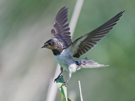 Barn swallow landing on a branch with vegetation in the backgroundの写真素材