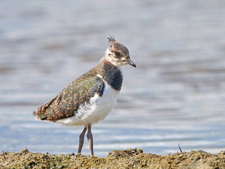 Juvenile northern lapwing in its natural habitat