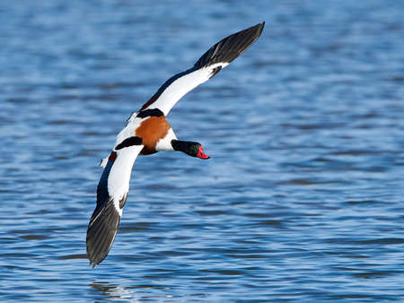 Common shelduck in flight with blue water in the backgroundの写真素材