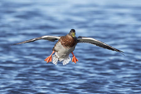 Wild duck in flight with blue water in the backgroundの写真素材