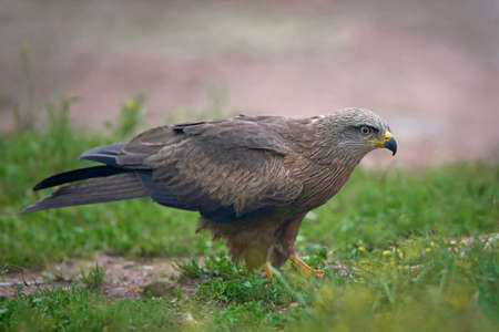 Black kite standing on the ground in its habitatの写真素材