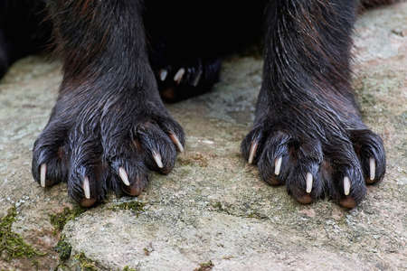 Closeup image of the front paws on a wolverine on a rockの写真素材