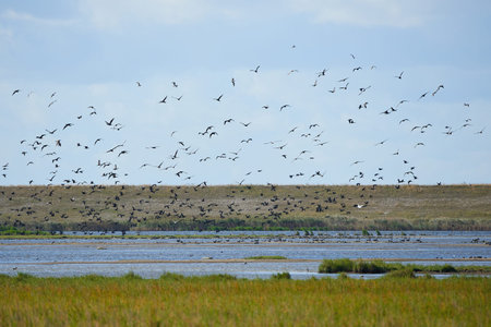 Water landscape with flying birds and blue skies in the backgroundの写真素材