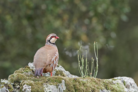 Red-legged partridge standing on a rock in its habitat