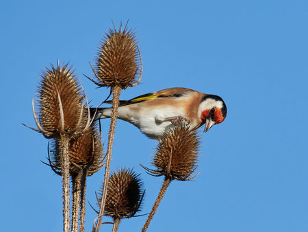 European goldfinch sitting on a teasel with blues skies in the backgroundの写真素材