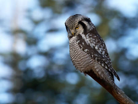 Northern hawk-owl resting on a branch with vegetation in the backgroundの写真素材
