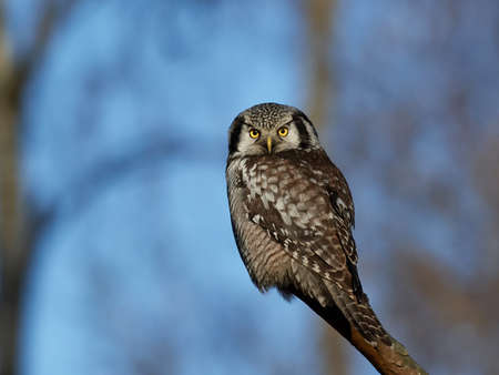 Northern hawk-owl sitting on a branch with vegetation in the backgroundの写真素材