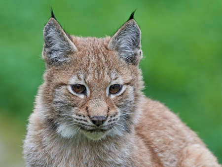 Closeup portrait of a juvenile Eurasian lynx with vegetaion in the backgroundの写真素材