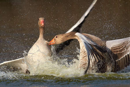 Greylag Geese fighting in the water with drops flying in the airの写真素材