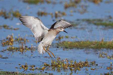Ruff in flight with water and vegetation in the backgroundの写真素材