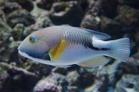 Azurio tuskfin seen from the side in its natural habitat