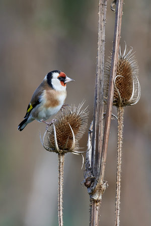 European goldfinch sitting on a teasel with vegetation in the backgroundの写真素材