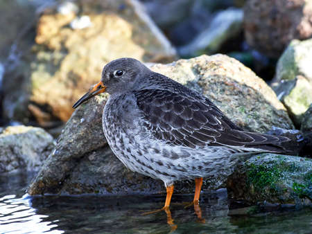 Purple sandpiper standing i water in its habitatの写真素材