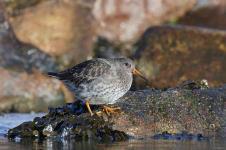 Purple sandpiper standing on a rock in its habitatの写真素材