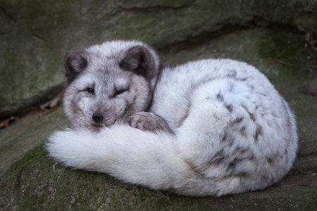 Arctic fox resting on a rock in its habitat
