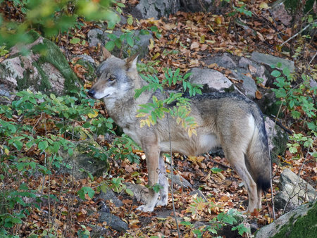 Grey wolf standing in vegetation in its habitat