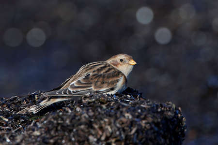Snow bunting looking for food in its habitatの写真素材