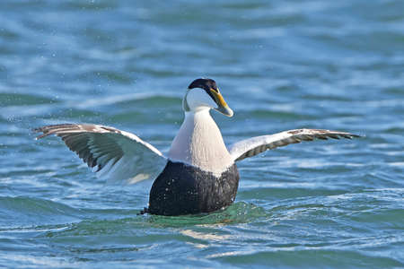 Common eider with open wings in its habitatの写真素材
