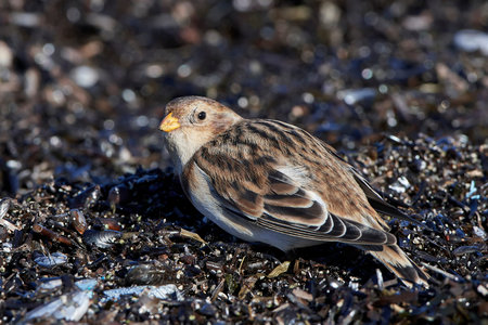 Snow bunting looking for food in its habitat