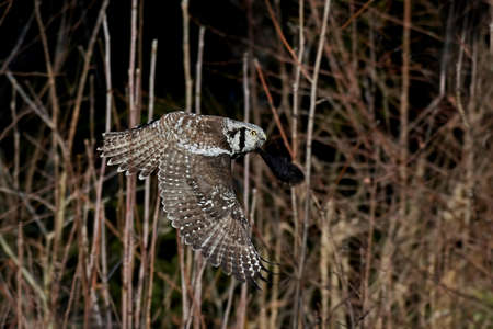 Northern hawk-owl in flight with vegetation in the backgroundの写真素材