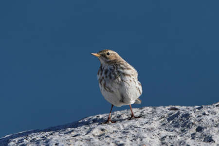 Water pipit standing on a rock isolated with blue skies in the backgroundの写真素材