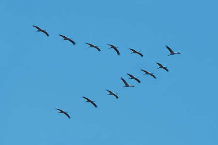 Common cranes in formation flight with blue skies in the backgroundの写真素材