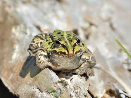 Edible frog resting on a tree trunk in its habitat