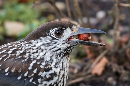 Closeup image of the eurasian nutcracker with a nut in its beak