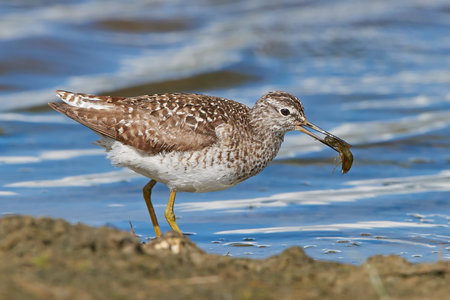 Wood sandpiper in its habitat with an insect in its beak