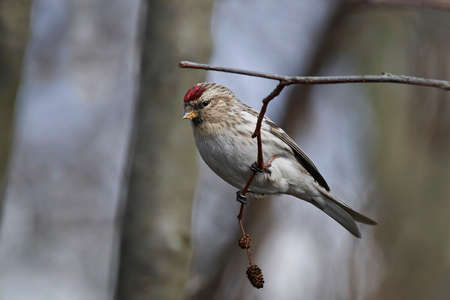 Common redpoll sitting on a branch in its habitatの写真素材