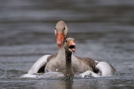 Greylag geese mating in their natural habitatの写真素材