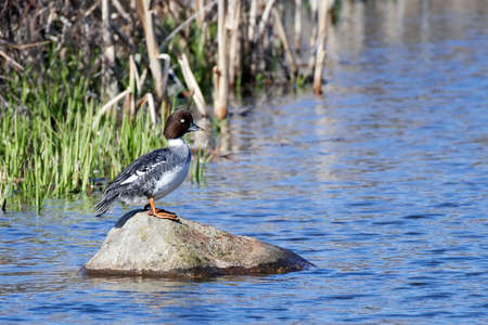 Common goldeneye resting on a rock in its habitatの写真素材