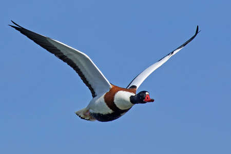 Common shelduck in flight with blue skies in the backgroundの写真素材
